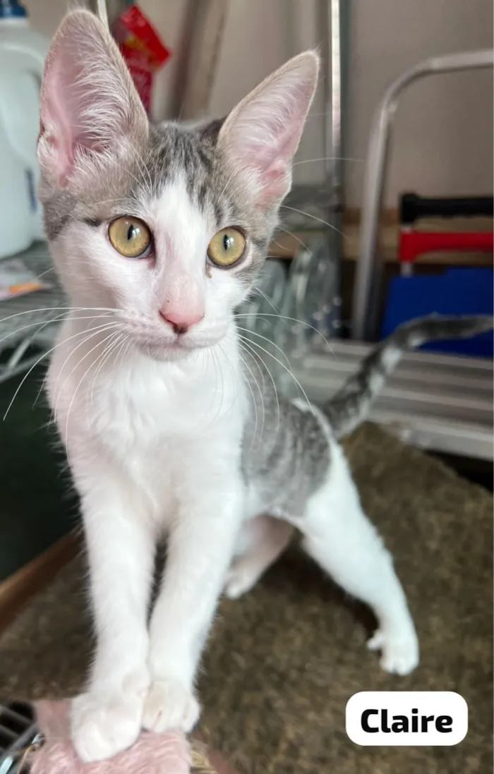Gato raça SRD-ViraLata idade 2 a 6 meses nome Claire 