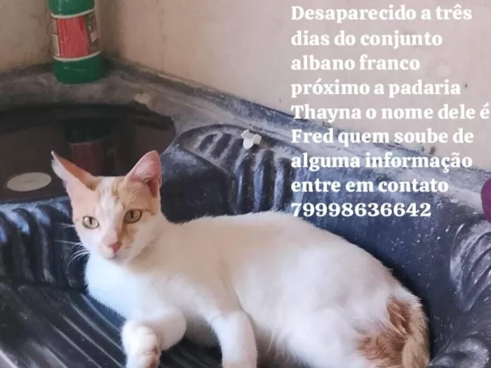 Gato raça SRD-ViraLata idade 3 anos nome Fred