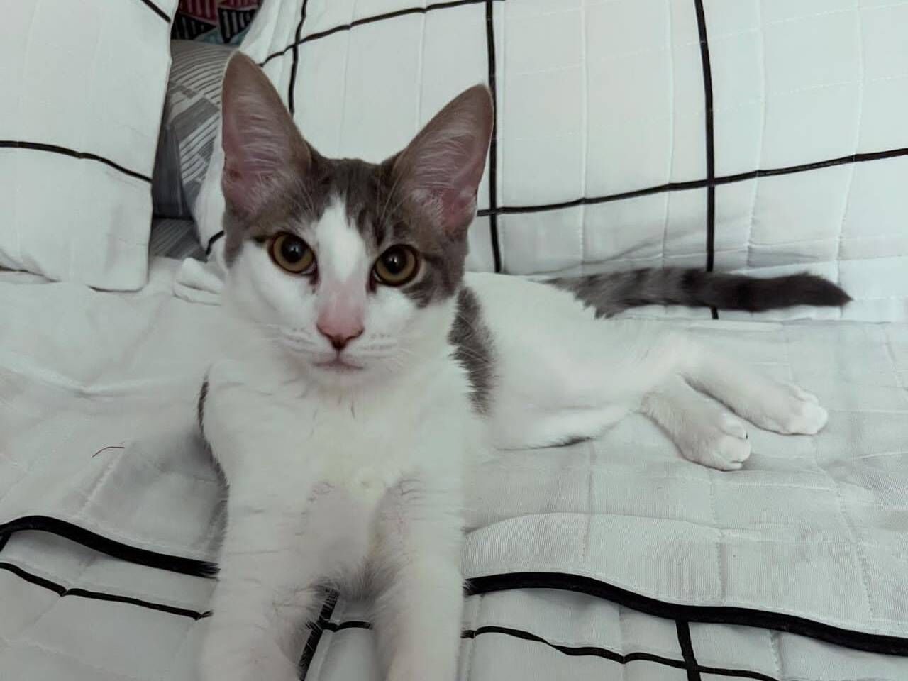 Gato raça SRD-ViraLata idade 2 a 6 meses nome Claire 