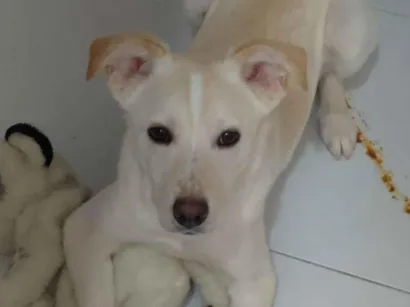Cachorro raça SRD-ViraLata idade 1 ano nome thor 