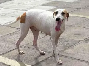 Cachorro raça SRD-ViraLata idade 5 anos nome Brisa