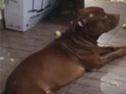 Cachorro raça Pit-Bull idade 2 anos nome Órion 