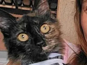 Gato raça SRD-ViraLata idade 7 a 11 meses nome Florzinha 