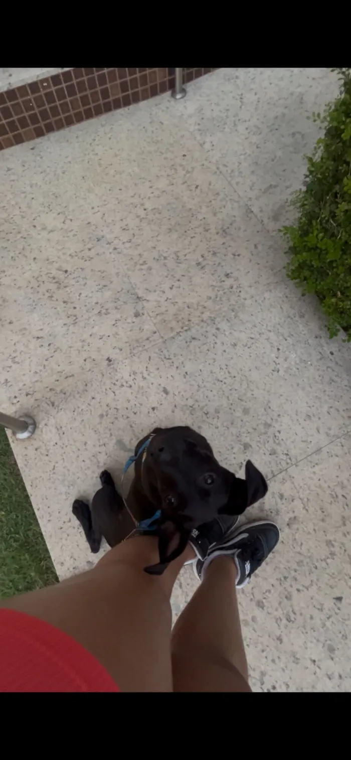 Cachorro raça SRD-ViraLata idade 2 a 6 meses nome Sem nome 