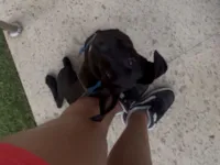 Cachorro raça SRD-ViraLata idade 2 a 6 meses nome Sem nome 