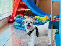 Cachorro raça Shitzu idade 4 anos nome Luke