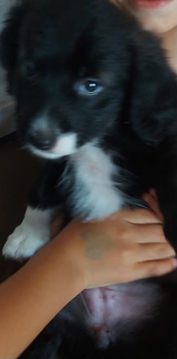 Cachorro raça SRD-ViraLata idade 2 a 6 meses nome Sem nome 