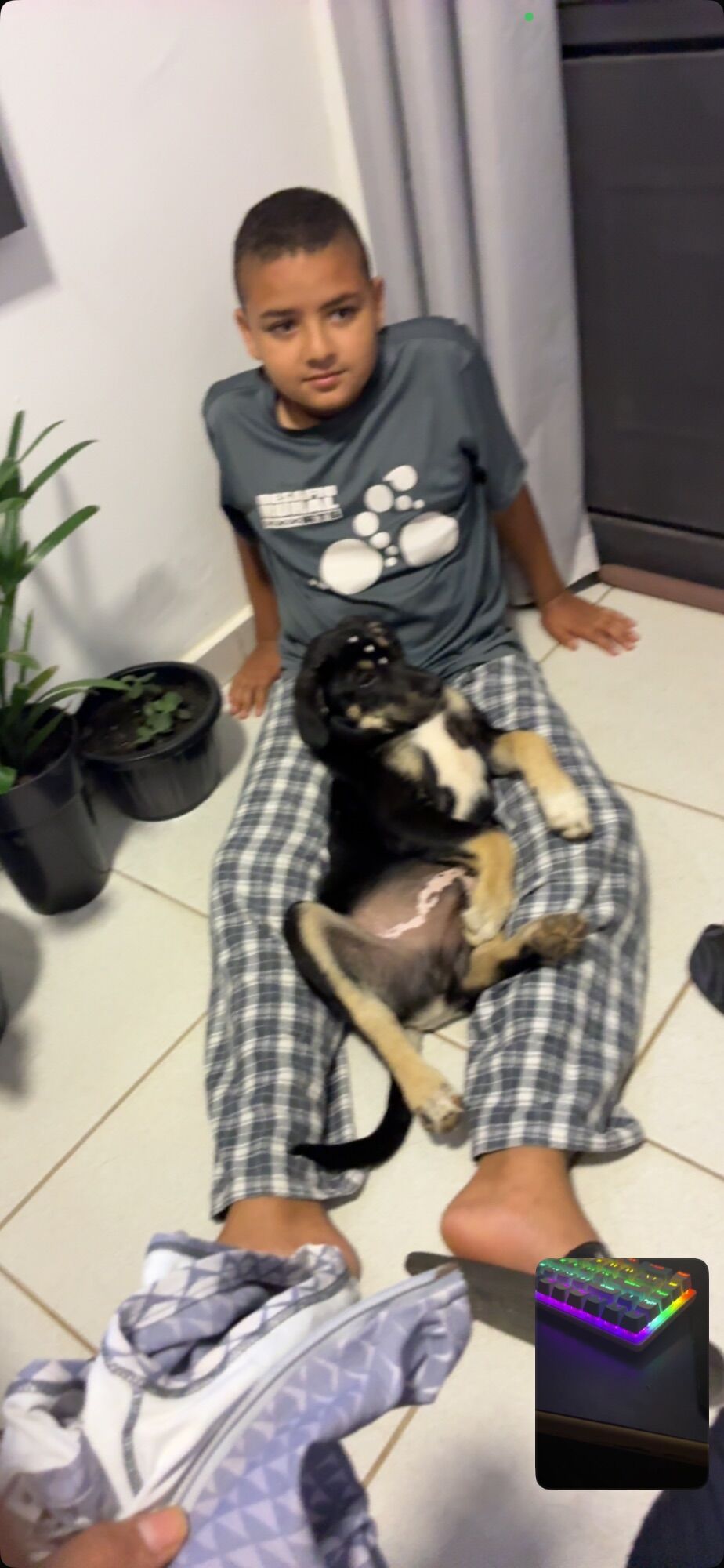 Cachorro raça SRD-ViraLata idade 2 a 6 meses nome Benny