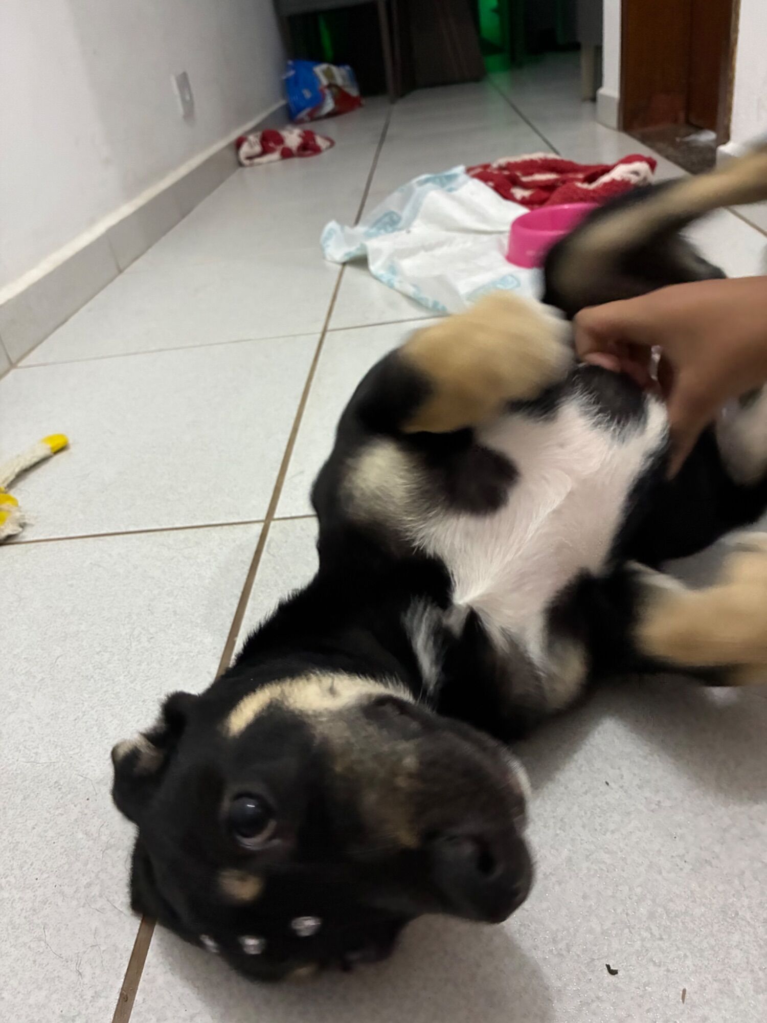 Cachorro raça SRD-ViraLata idade 2 a 6 meses nome Benny