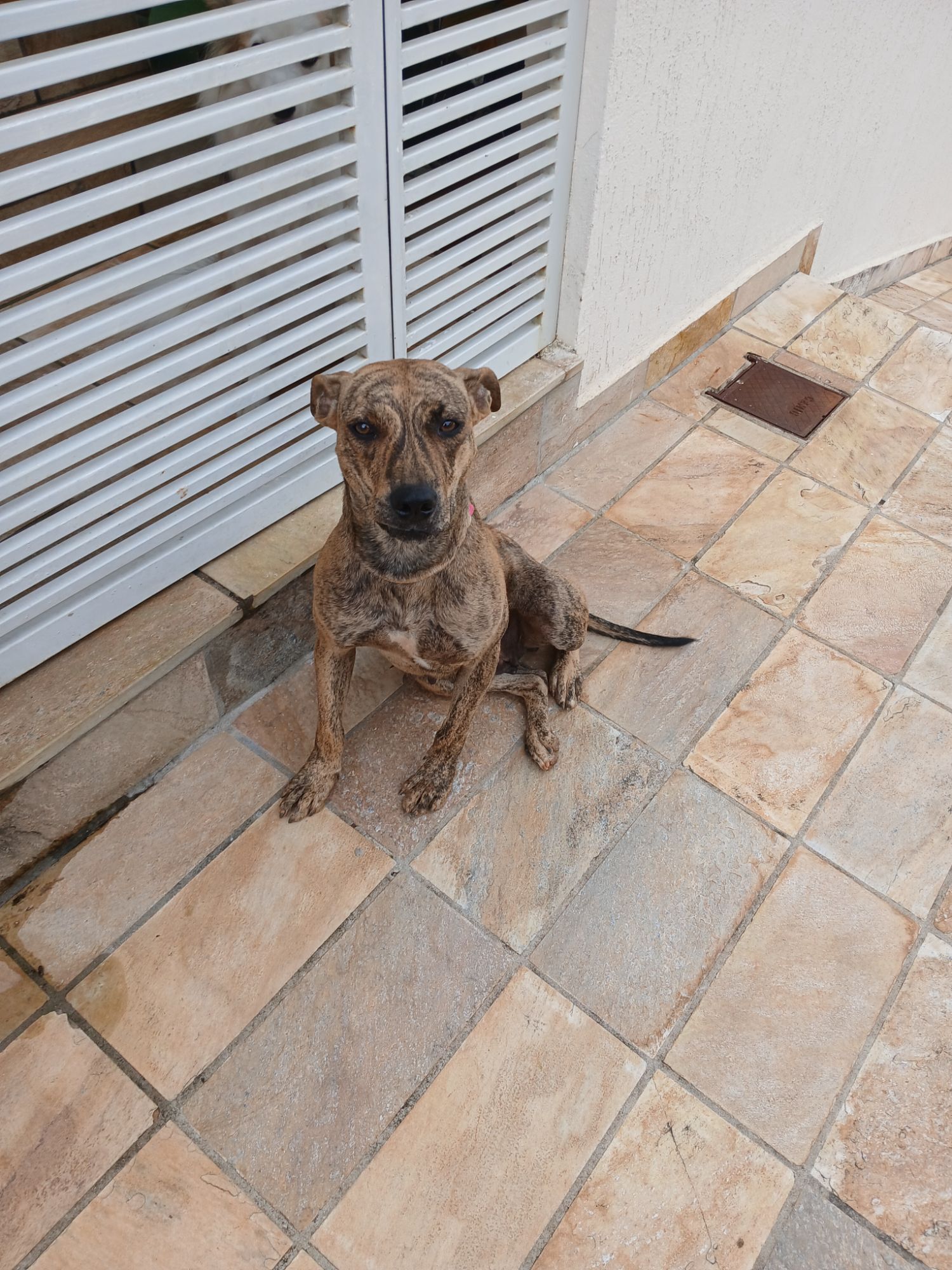 Cachorro raça SRD-ViraLata idade 1 ano nome Malhadinha