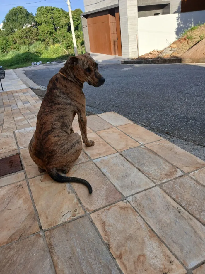 Cachorro raça SRD-ViraLata idade 1 ano nome Malhadinha