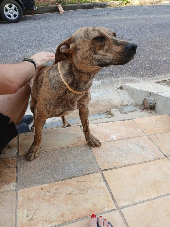 Cachorro raça SRD-ViraLata idade 1 ano nome Malhadinha