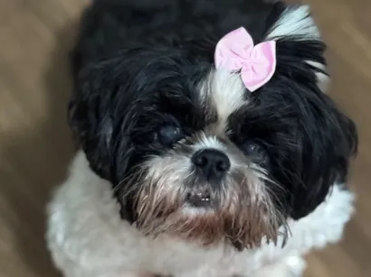 Cachorro raça Shitzu idade 6 ou mais anos nome Bianca