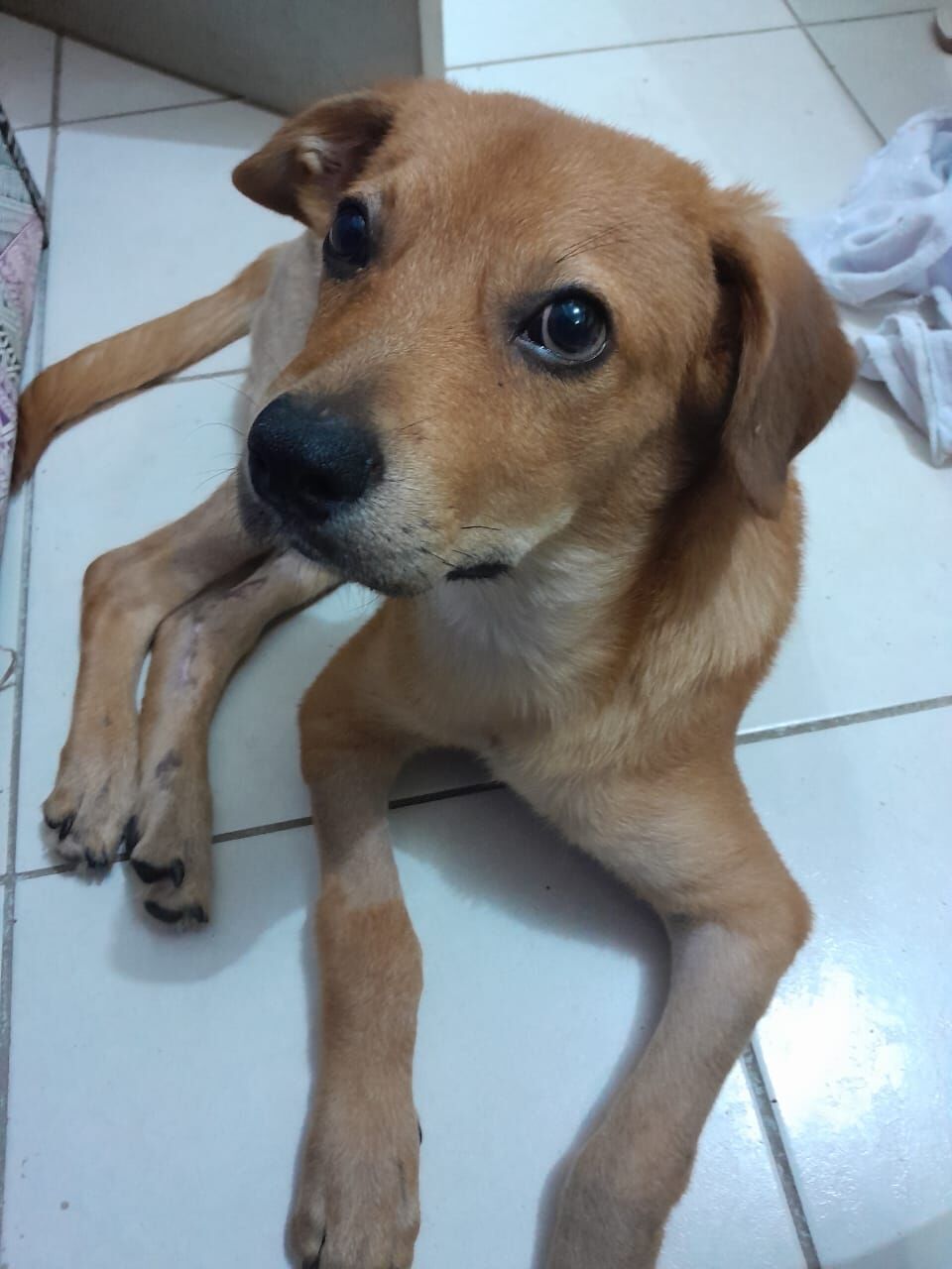 Cachorro raça SRD-ViraLata idade 7 a 11 meses nome Caramelo 