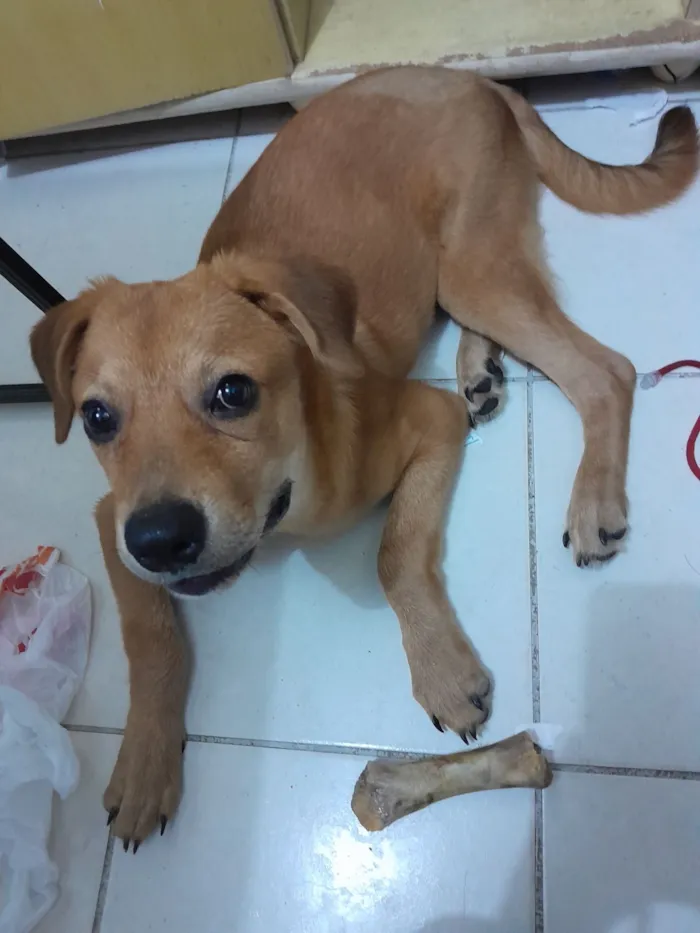 Cachorro raça SRD-ViraLata idade 7 a 11 meses nome Caramelo 