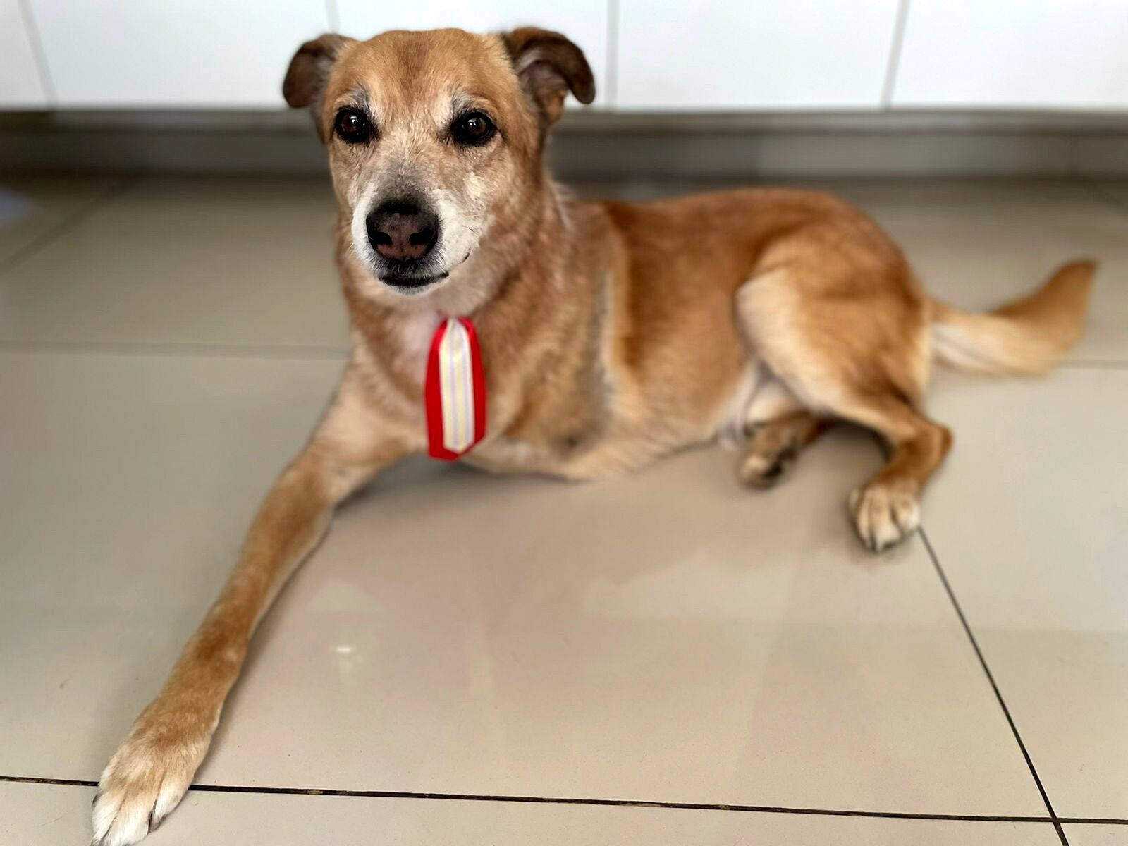 Cachorro raça SRD-ViraLata idade 6 ou mais anos nome Scoth