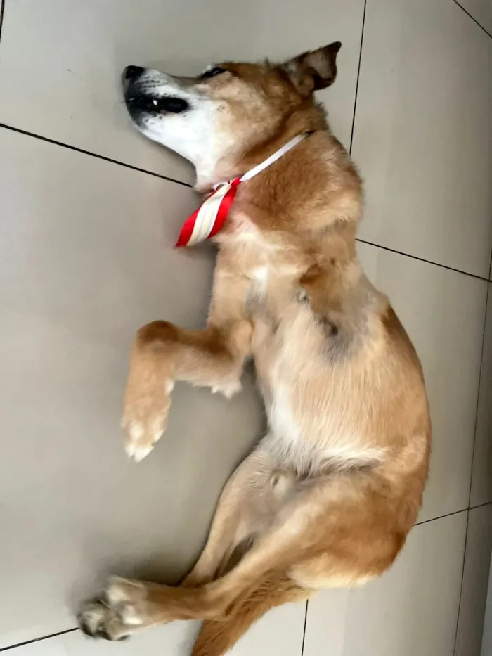 Cachorro raça SRD-ViraLata idade 6 ou mais anos nome Scoth