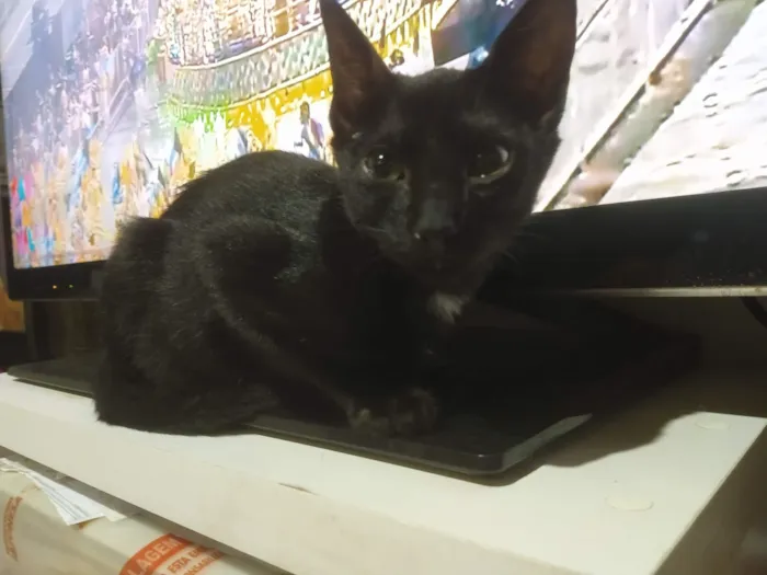 Gato raça SRD-ViraLata idade 2 a 6 meses nome Será nomeado pelo adotante.