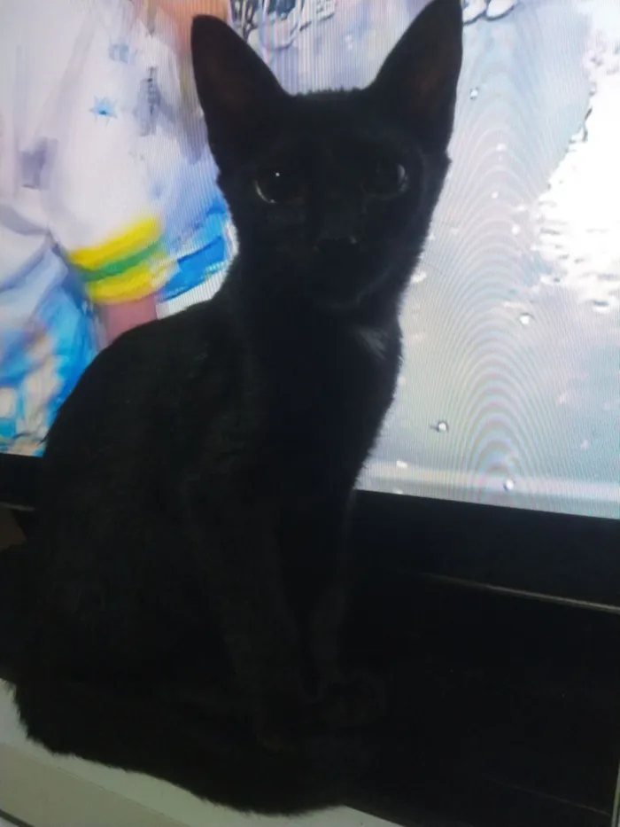 Gato raça SRD-ViraLata idade 2 a 6 meses nome Será nomeado pelo adotante.