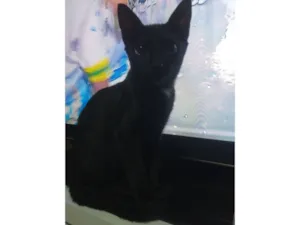 Gato raça SRD-ViraLata idade 2 a 6 meses nome Será nomeado pelo adotante.