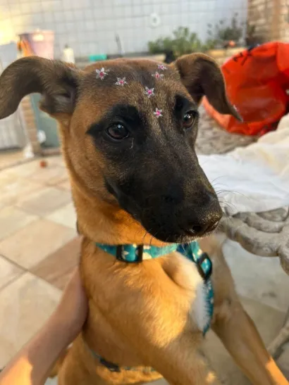 Cachorro raça SRD-ViraLata idade 7 a 11 meses nome Luna