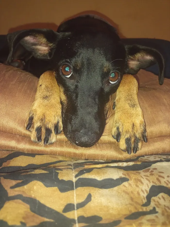 Cachorro raça SRD-ViraLata idade 2 anos nome Mãezinha 