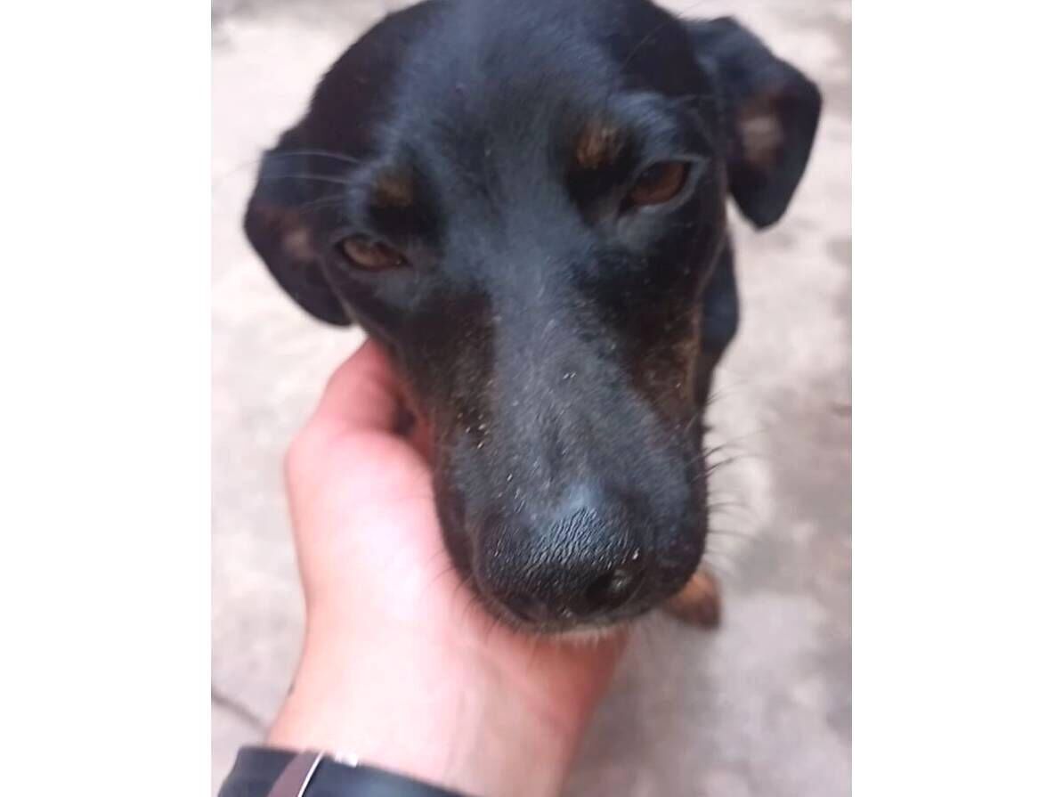 Cachorro raça SRD-ViraLata idade 2 anos nome Mãezinha 