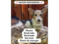 Cachorro raça SRD-ViraLata idade 2 anos nome Laurinha 