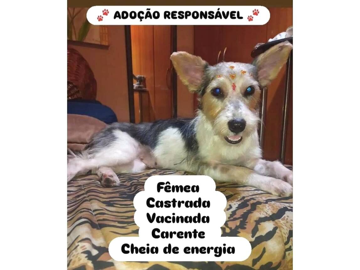 Cachorro raça SRD-ViraLata idade 2 anos nome Laurinha 