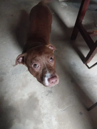 Cachorro raça Pit-Bull idade 7 a 11 meses nome Carin Silvia Lomnitzer