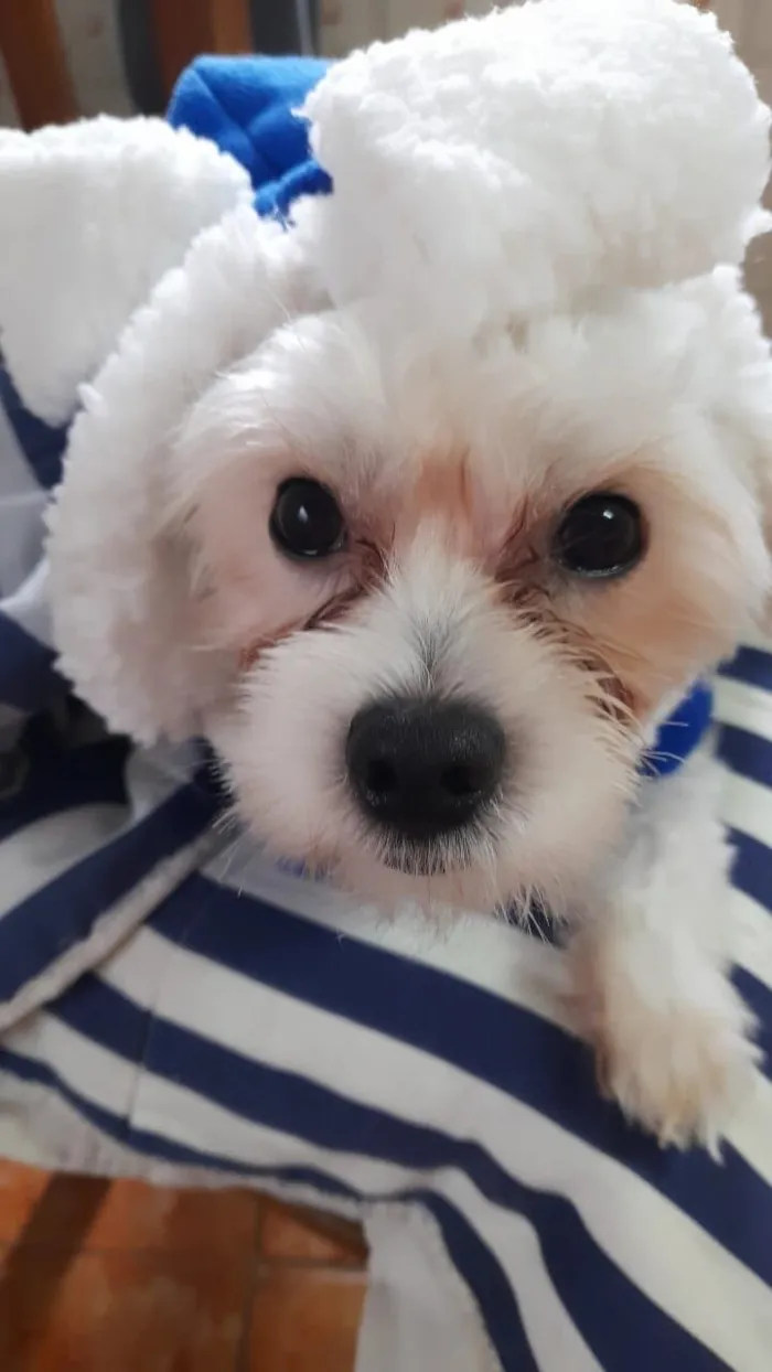 Cachorro raça Maltês idade 2 a 6 meses nome Theo 