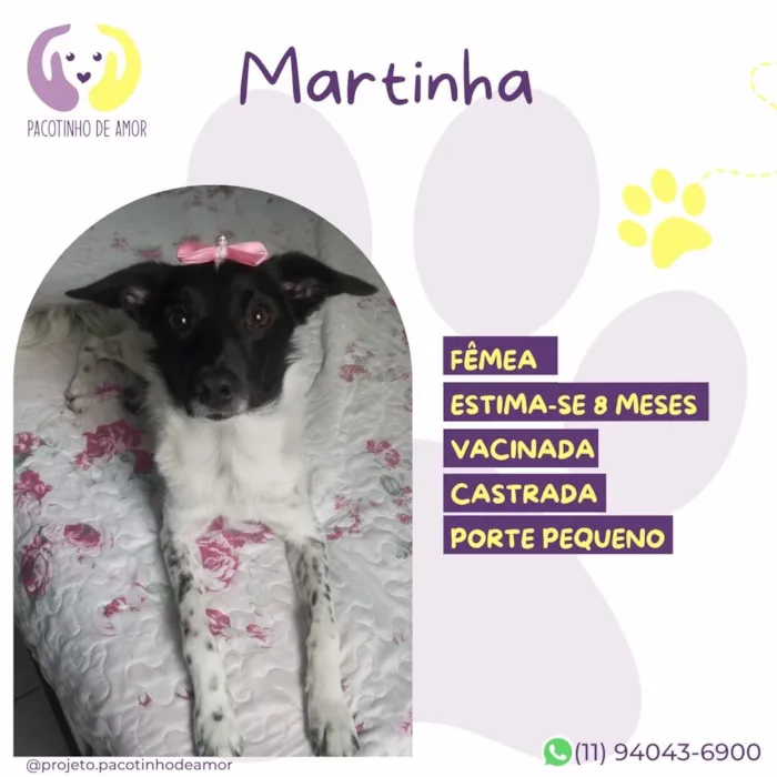 Cachorro raça SRD-ViraLata idade 7 a 11 meses nome Martina 