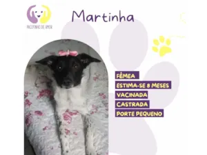 Cachorro raça SRD-ViraLata idade 7 a 11 meses nome Martina 