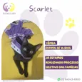 Gato raça SRD-ViraLata idade Abaixo de 2 meses nome Scarlet 