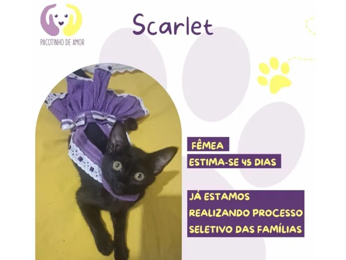 Gato raça SRD-ViraLata idade Abaixo de 2 meses nome Scarlet 