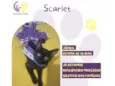 Gato raça SRD-ViraLata idade Abaixo de 2 meses nome Scarlet 