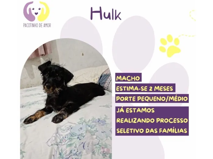 Cachorro raça SRD-ViraLata idade 2 a 6 meses nome Hulk 
