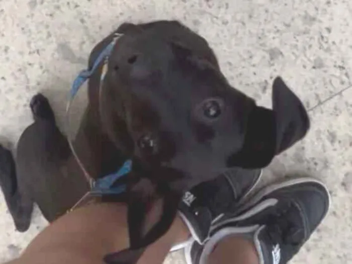 Cachorro raça SRD-ViraLata idade 2 a 6 meses nome Sem nome 