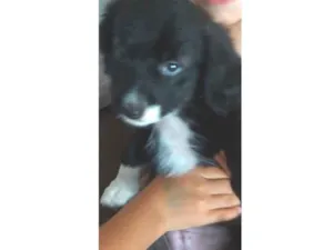 Cachorro raça SRD-ViraLata idade 2 a 6 meses nome Sem nome 