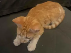 Gato raça SRD-ViraLata idade 2 a 6 meses nome Laranjinha 