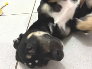 Cachorro raça SRD-ViraLata idade 2 a 6 meses nome Benny