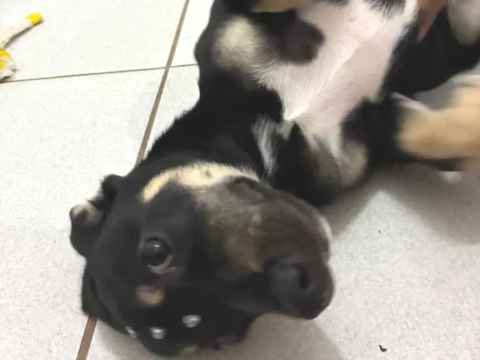 Cachorro raça SRD-ViraLata idade 2 a 6 meses nome Benny
