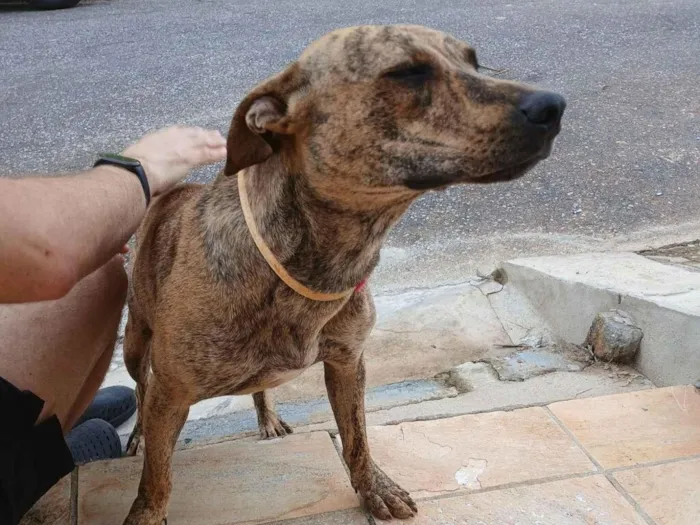 Cachorro raça SRD-ViraLata idade 1 ano nome Malhadinha