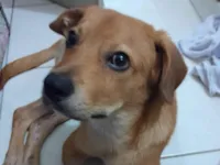 Cachorro raça SRD-ViraLata idade 7 a 11 meses nome Caramelo 