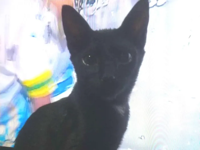 Gato raça SRD-ViraLata idade 2 a 6 meses nome Será nomeado pelo adotante.