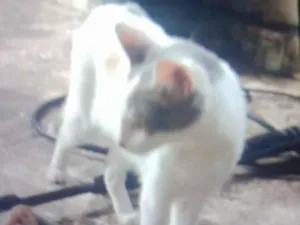 Gato raça Siamês idade 1 ano nome Chaninha 