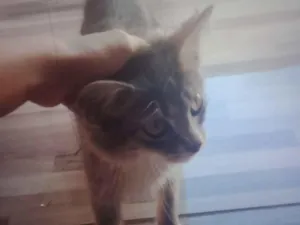 Gato raça Siamês idade 7 a 11 meses nome Bela