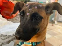 Cachorro raça SRD-ViraLata idade 7 a 11 meses nome Luna