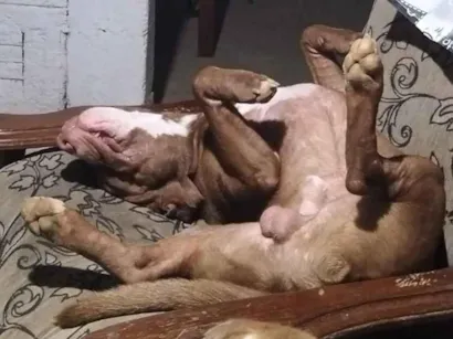 Cachorro raça Pit-Bull idade 7 a 11 meses nome Lok