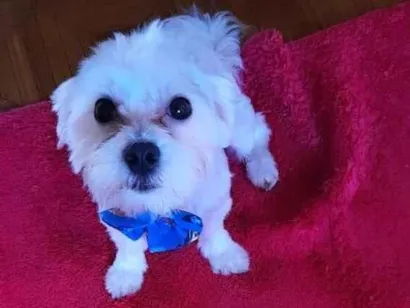 Cachorro raça Maltês idade 2 a 6 meses nome Theo 